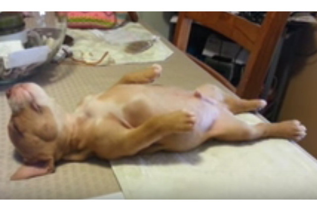 【動画】絵に描いたようなバタンキュー！ツンツンしても全く起きない 画像