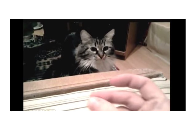 【動画】指パッチンは大嫌い!ねこパンチで猛反撃 画像