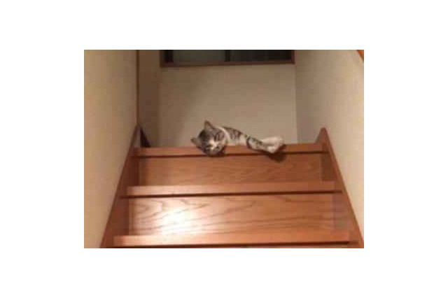 【動画】ぐにゃぐにゃ階段を降りる猫さん 画像