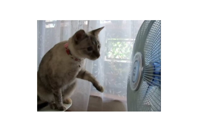 【動画】頭もくるくる!扇風機が気になる猫 画像