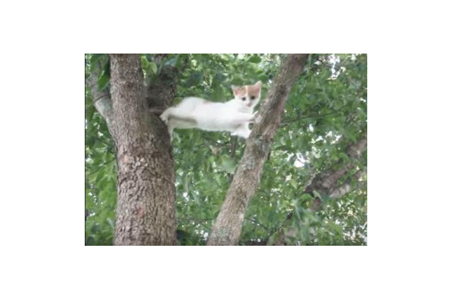 【動画】木から降りれなくなった子猫を助けようと母猫が…… 画像