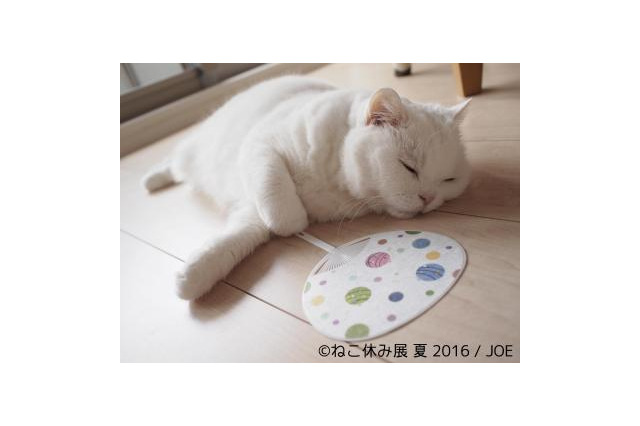 夏休みは「ねこ休み」でほっこり 画像