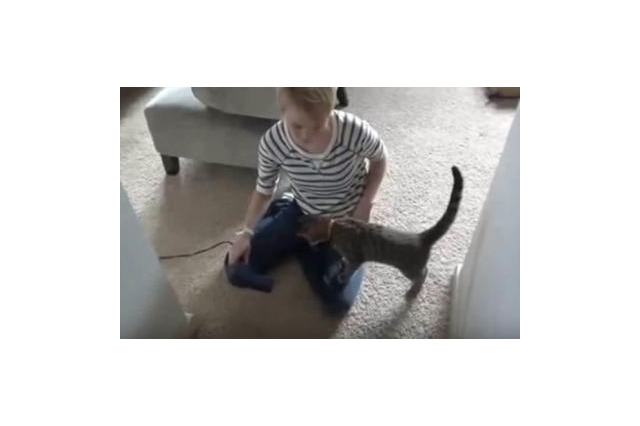 【動画】高速猫パンチ炸裂！ドライヤーと戦う猫 画像