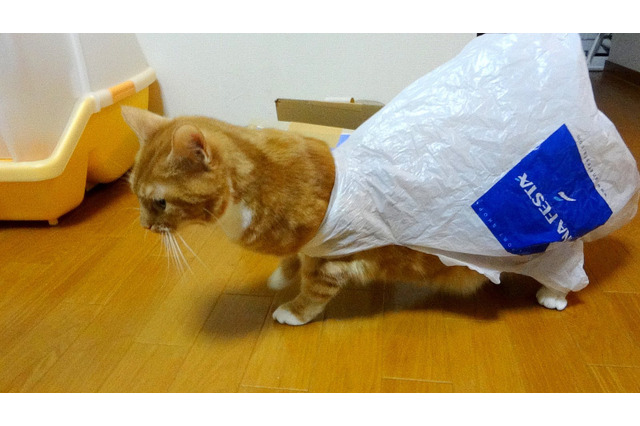 【動画】レジ袋はもうコリゴリ!猫の惨事 画像