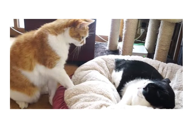 【動画】猫のベッド争奪戦!最後は…… 画像