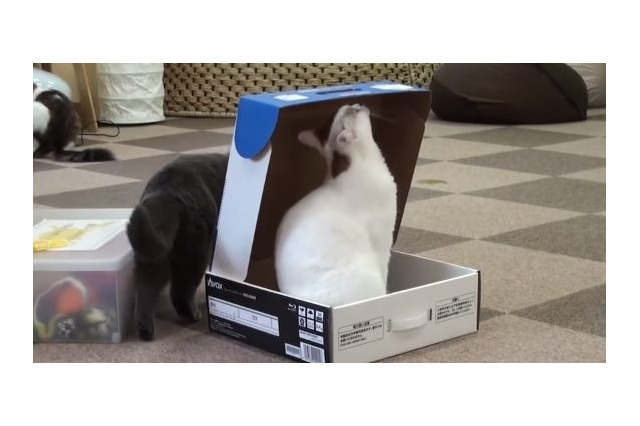 【動画】事件か事故か…？箱であそんでいたネコさんが…… 画像