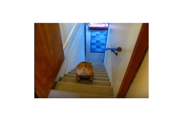 【動画】階段の上り下りが苦手なブルドッグ 画像