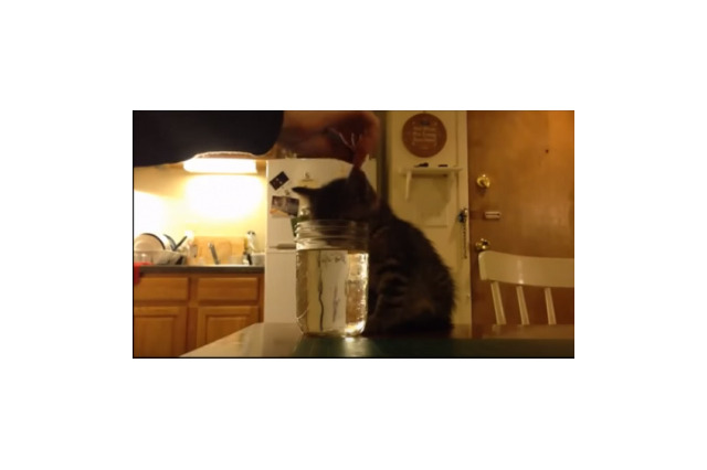 【動画】水を飲む姿勢で寝てしまった子猫 画像