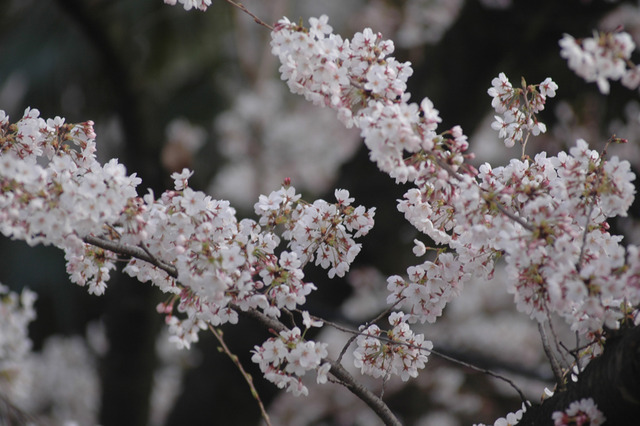 桜の開花予想が発表に!熊本3月22日、上野23日 画像