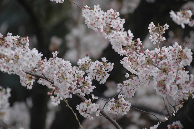 桜の開花予想が発表に！熊本3月22日、上野23日 画像