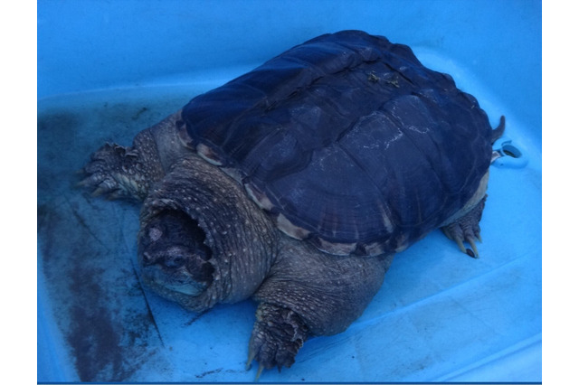 ココリコ・田中と鈴木奈々がカミツキガメの捕獲に挑戦！ 画像