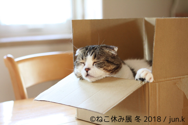 26日から開催!「ねこ休み展 冬 2018」の詳細が明らかに 画像