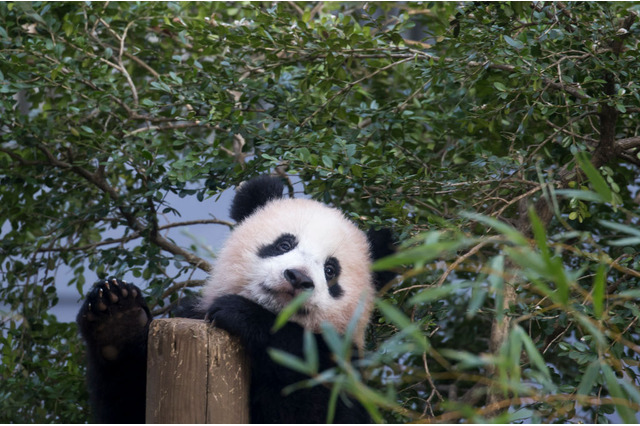 上野動物園園長、シャンシャン1歳誕生日にコメント「ほっとしています」 画像