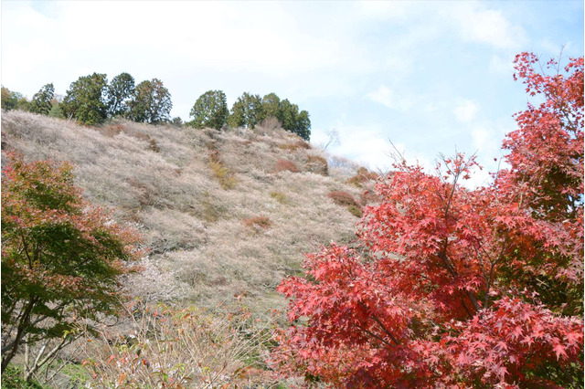 桜と紅葉の奇跡の競演!自然、歴史、グルメ…“映える”スポット満載の愛知旅 画像