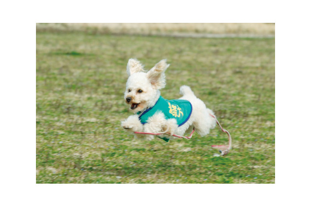 警察犬になったトイプードルのアンズ、低学年から読める物語として書籍化 画像