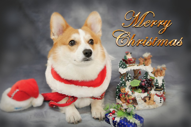 【ワンコとお出かけ Vol.28】ワンコをモデルに、自宅でクリスマス用画像を作ってみた 画像