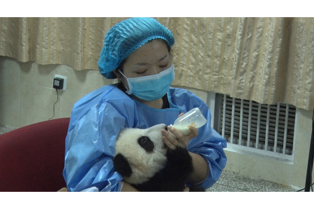 世界最先端のパンダ研究基地に潜入!日本人飼育員・阿部展子さんに密着取材ーー今夜放送『情熱大陸』 画像
