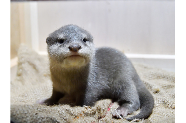 サンシャイン水族館、1月16日からコツメカワウソの赤ちゃんを一般公開 画像