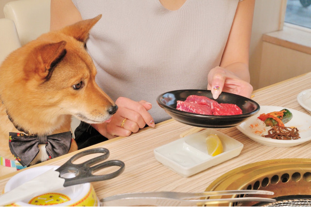 「うしすけ」がinterpetsに出展！「肉ケーキ」の予約受付も 画像