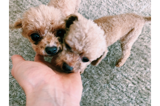 水嶋ヒロ、愛犬の退院に喜び「心配し過ぎたのか2キロ以上痩せてた笑」 画像