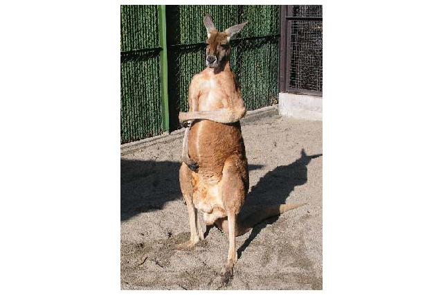 @NetHome、須坂市動物園らが「ブロードバンド動物園」を制作 画像