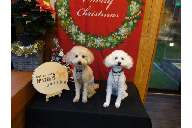 犬優先で考えられたホテル「ペット&スパホテル 伊豆高原」宿泊レポート 画像