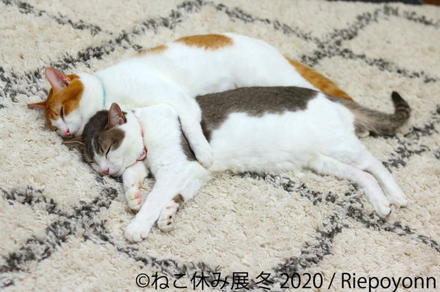 「ねこ休み展」冬の本祭が1月24日スタート！人気クリエイターのコラボも実現 画像