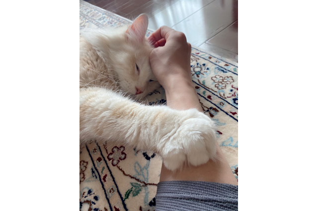 DAIGO、愛猫・ジルの“まったり中”写真公開 画像