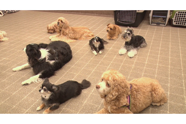 敏腕“犬専門”リハビリ&フィットネストレーナーに『BACKSTAGE』が密着 画像