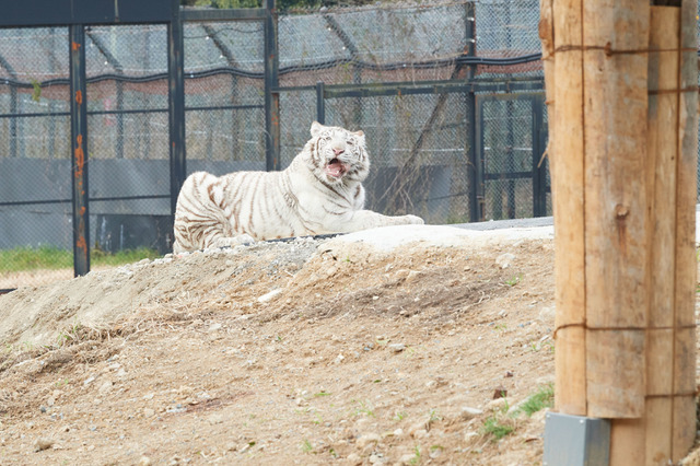 ホワイトライオンのライブ映像をWeb会議に“招待”!テレワークに癒し&動物園応援企画 画像