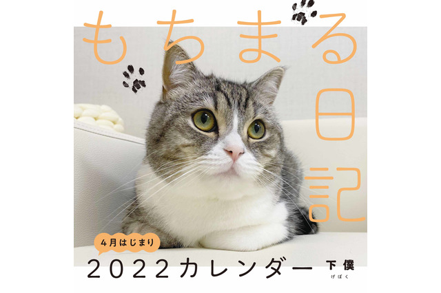 世界一の猫になった人気YouTubeチャンネル「もちまる日記」新作カレンダー発売決定 画像