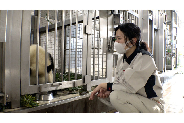 パンダ飼育チームのリーダーに密着！子パンダ“ひとり立ち”の舞台裏に迫る 画像