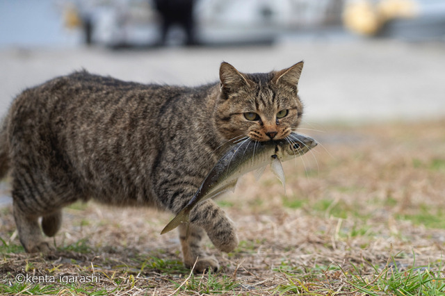 猫が魚をくわえたシーンがたっぷり!写真集『どら猫』19日発売 画像
