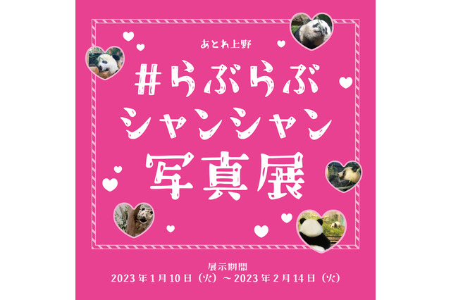 上野動物園のジャイアントパンダ「＃らぶらぶシャンシャン写真展」開催決定！ 画像