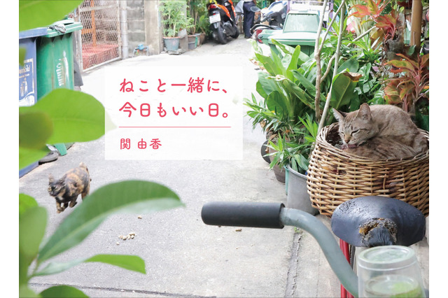 ねこ写真家・関由香3年半ぶり写真集が刊行!全編タイで撮り下ろし 画像