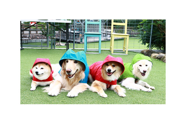 雨天散歩する愛犬写真をインスタに！デロリアンズが「楽しい雨の日散歩」キャンペーンを実施 画像