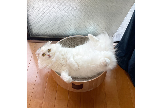 猫専門メーカー猫壱「つめとぎシリーズ」がお得に 画像