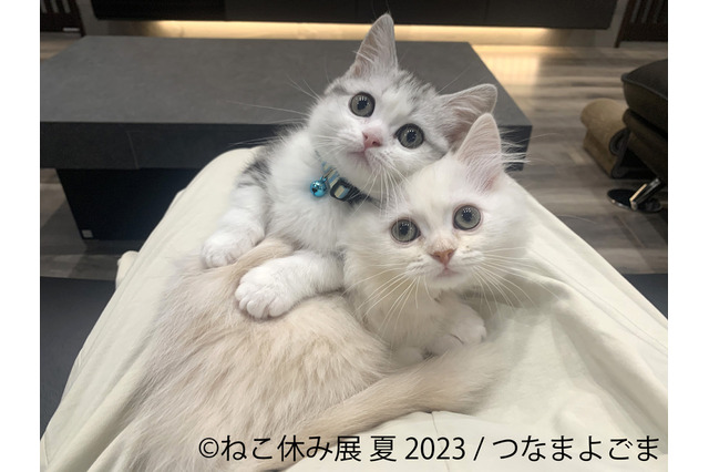 過去最大規模「ねこ休み展」夏本祭、8月に東京で開催!新たなスター猫が登場 画像