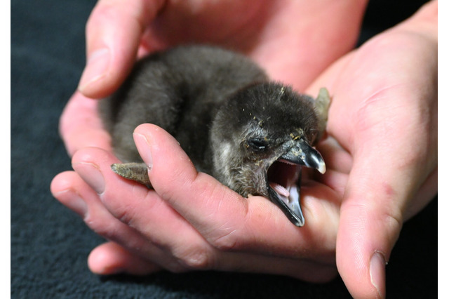 京都水族館でかわいいケープペンギンの赤ちゃんが誕生 画像