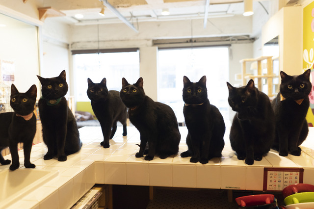 黒猫だけの写真展が東京で開際! 画像