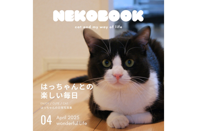 ハチワレ猫「はっちゃん」の奇跡の生還をおさめた写真集が発売 画像