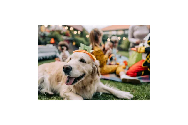 愛犬と楽しむ4日間！「Happy！ワン Daysフェスタ」那須で5月31日より開催 画像