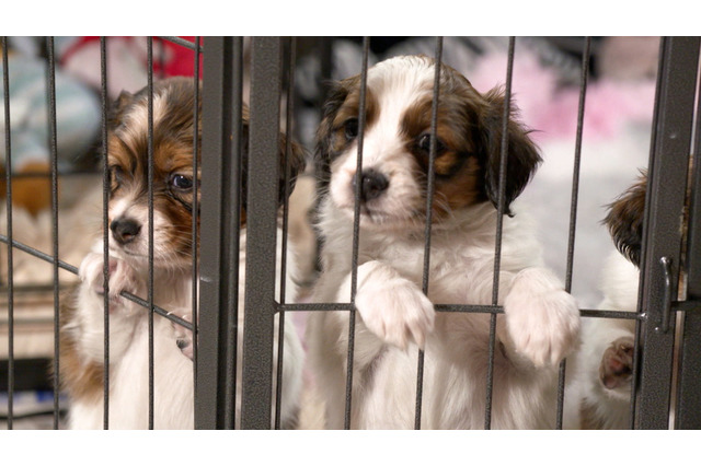 大谷翔平の愛犬・デコピンでお馴染み“コーイケルホンディエ”の驚くべき能力とは!? ハイタッチの再現にも挑戦 画像