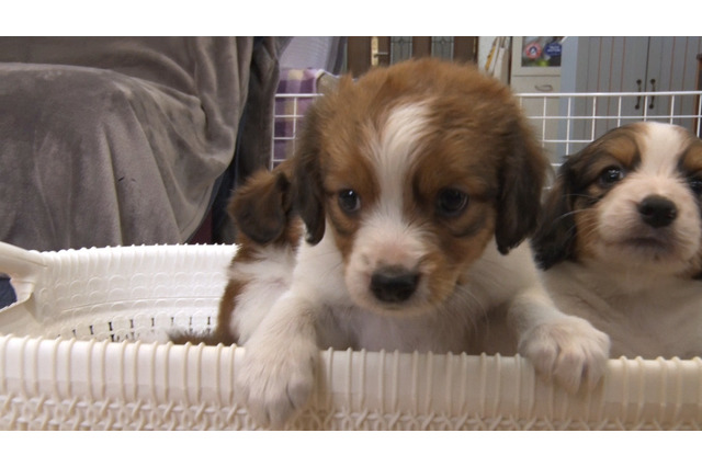 大谷翔平の愛犬「デコピン」で話題!“コーイケルホンディエ”の愛らしい姿に密着 画像