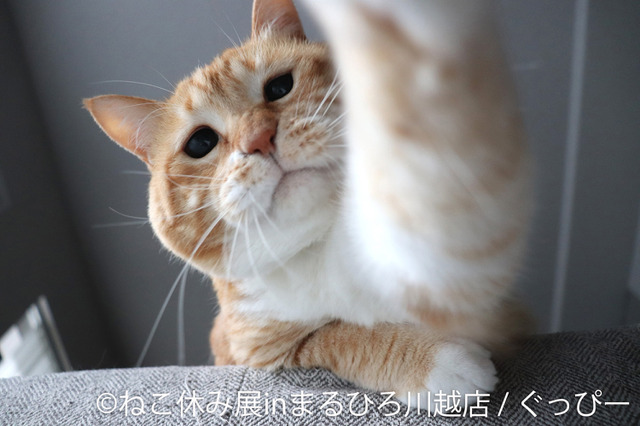 かわいい猫の表情に癒される！人気猫クリエイター集結の写真展「ねこ休み展」川越で開催 画像