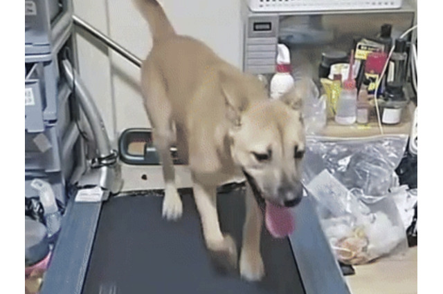 韓国人の異常配信が物議 “ピアス犬”をランニングマシンで3時間走らせ投げ銭受け取り 画像