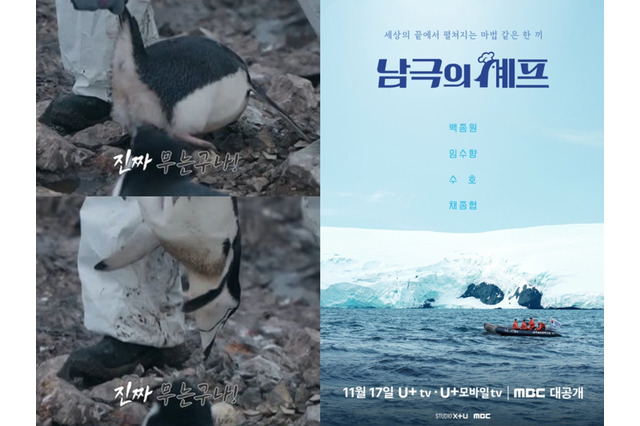 南極保護区域でペンギンを“逆さ持ち上げ”…韓国バラエティ番組に動物虐待疑惑が浮上　制作側「触れたのは研究員」 画像