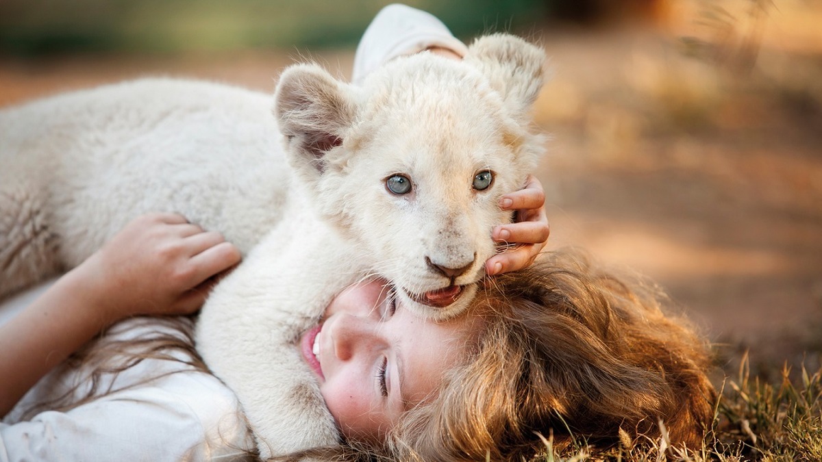 赤ちゃんライオンの可愛すぎる映像が公開に 映画 ミアとホワイトライオン Rbb Today