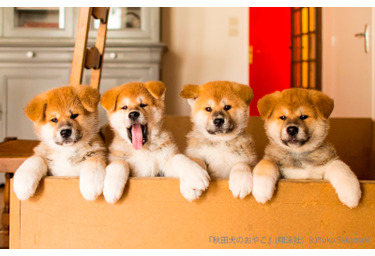 貴重な秋田犬の赤ちゃん写真も 秋田犬のおやこ 写真展が開催 Rbb Today