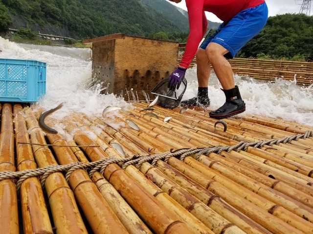 ヤナ漁で鮎を獲る